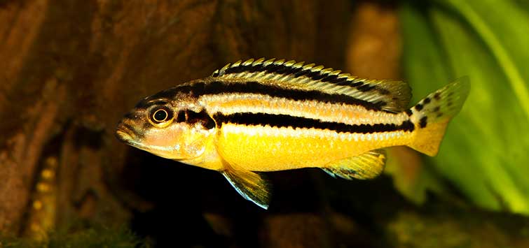 Golden mbuna (Melanochromis auratus)