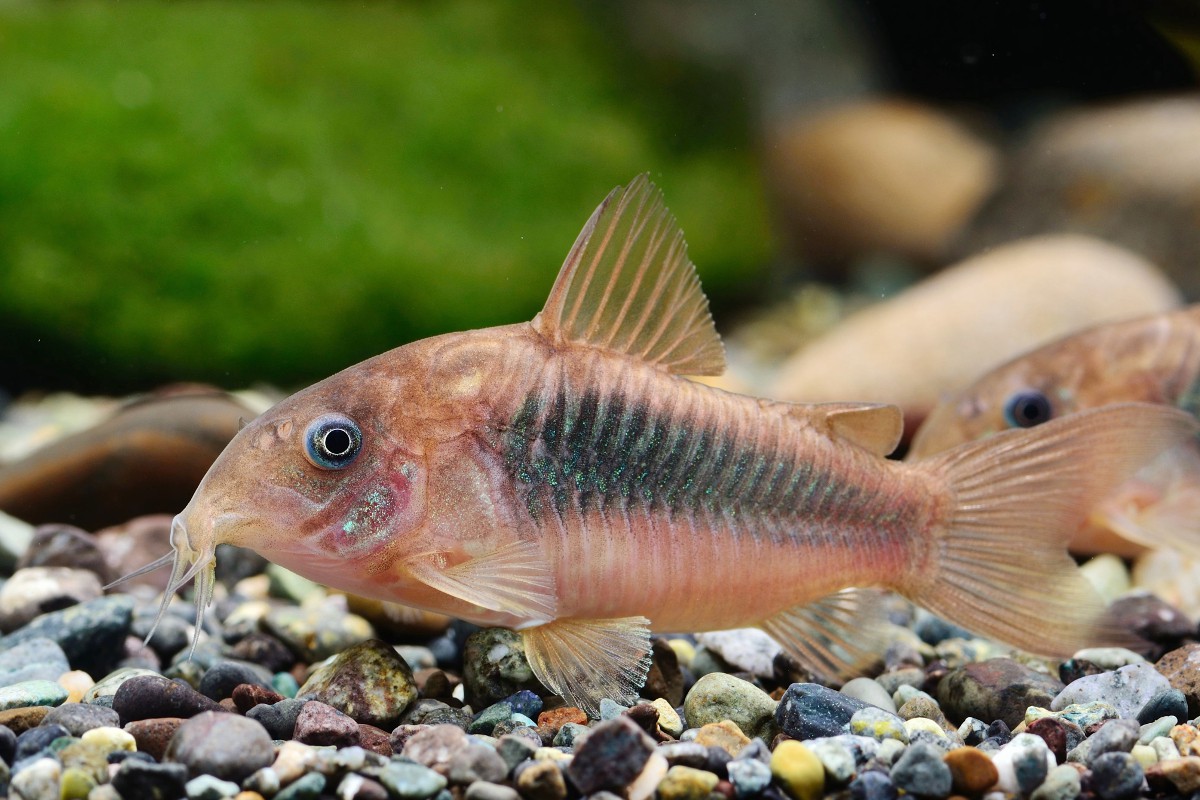 Bronze corydoras (Corydoras aeneus)
