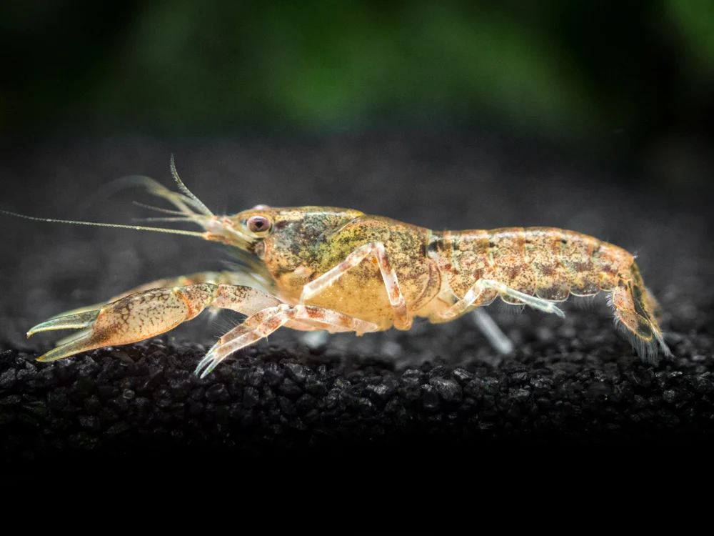 Cajun dwarf crayfish (Cambarellus shufeldtii)