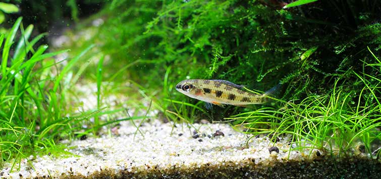 Checkerboard cichlid (Dicrossus filamentosus)