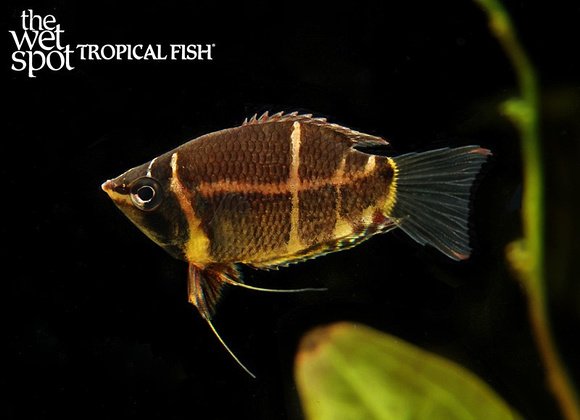 Chocolate gourami (Sphaerichthys osphromenoides)