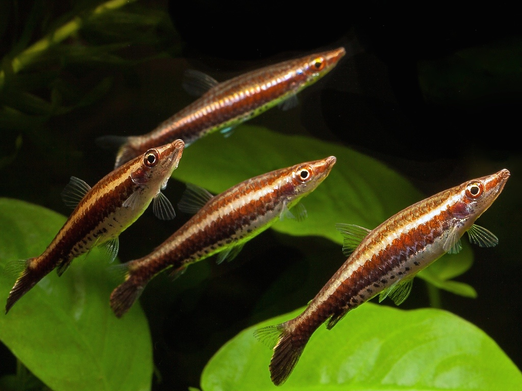 Chocolate pencilfish (Nannostomus eques)