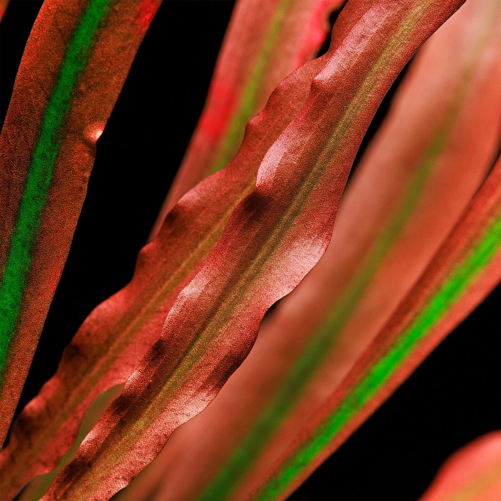 Spiral cryptocoryne (Cryptocoryne spiralis)