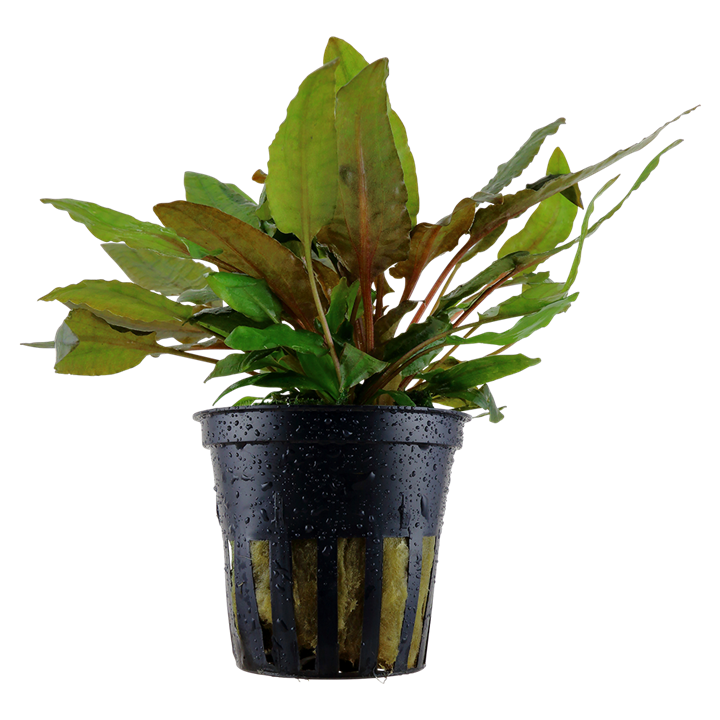 Wendt's cryptocoryne (Cryptocoryne wendtii)