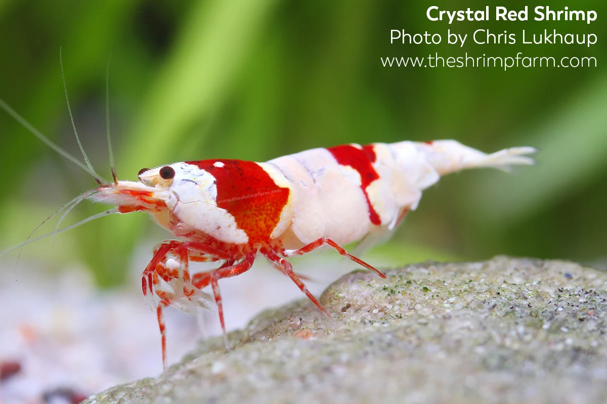 Crystal red shrimp (Caridina cantonensis)