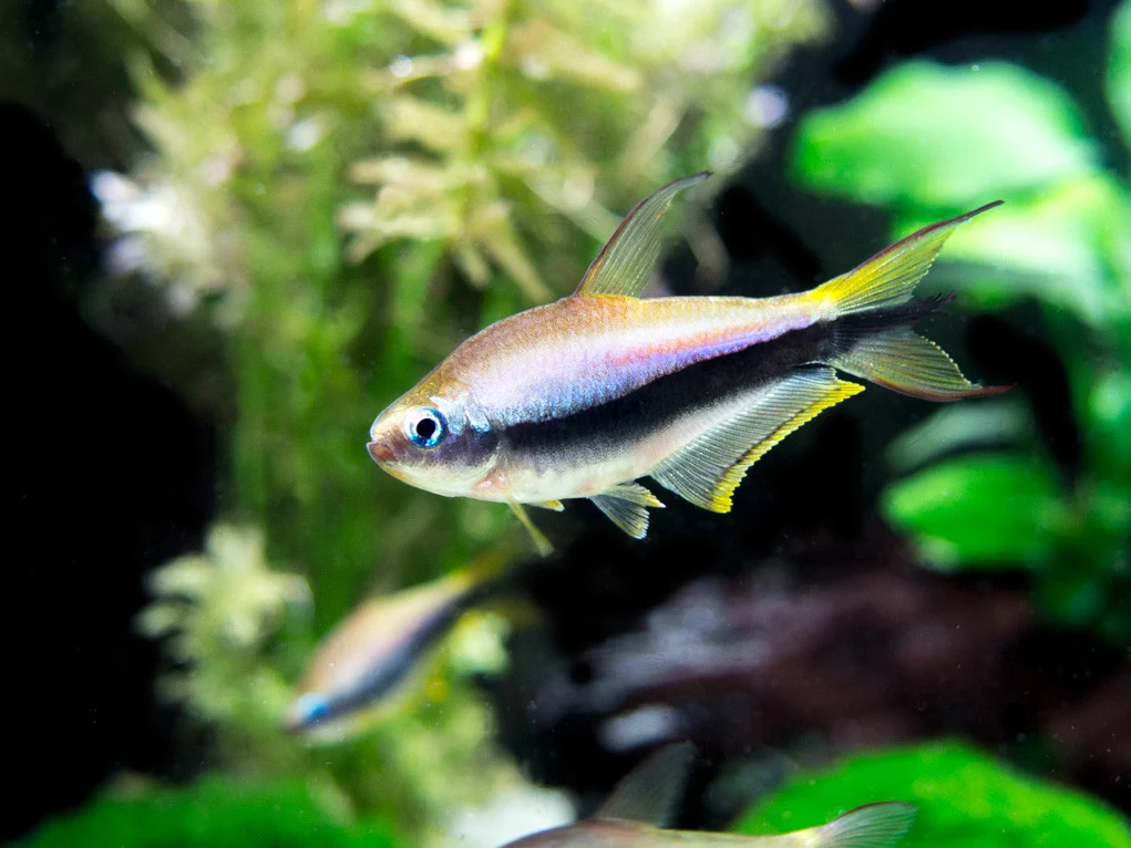 Emperor tetra (Nematobrycon palmeri)