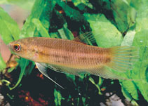 Green-throat betta (Betta chloropharynx)