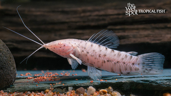 Hoplo catfish (Megalechis thoracata)