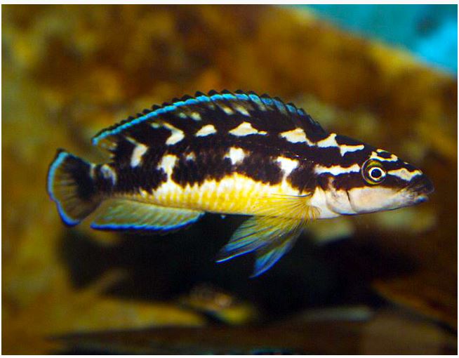 Masked julie (Julidochromis transcriptus)