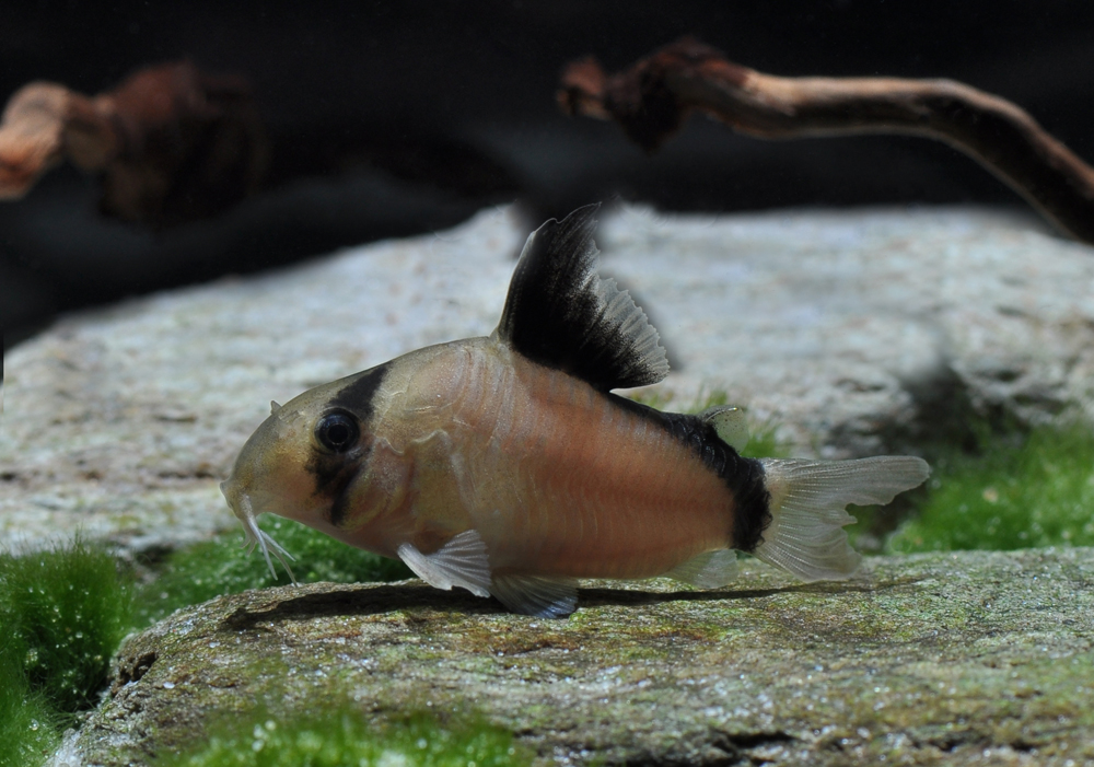 Meta corydoras (Corydoras metae)