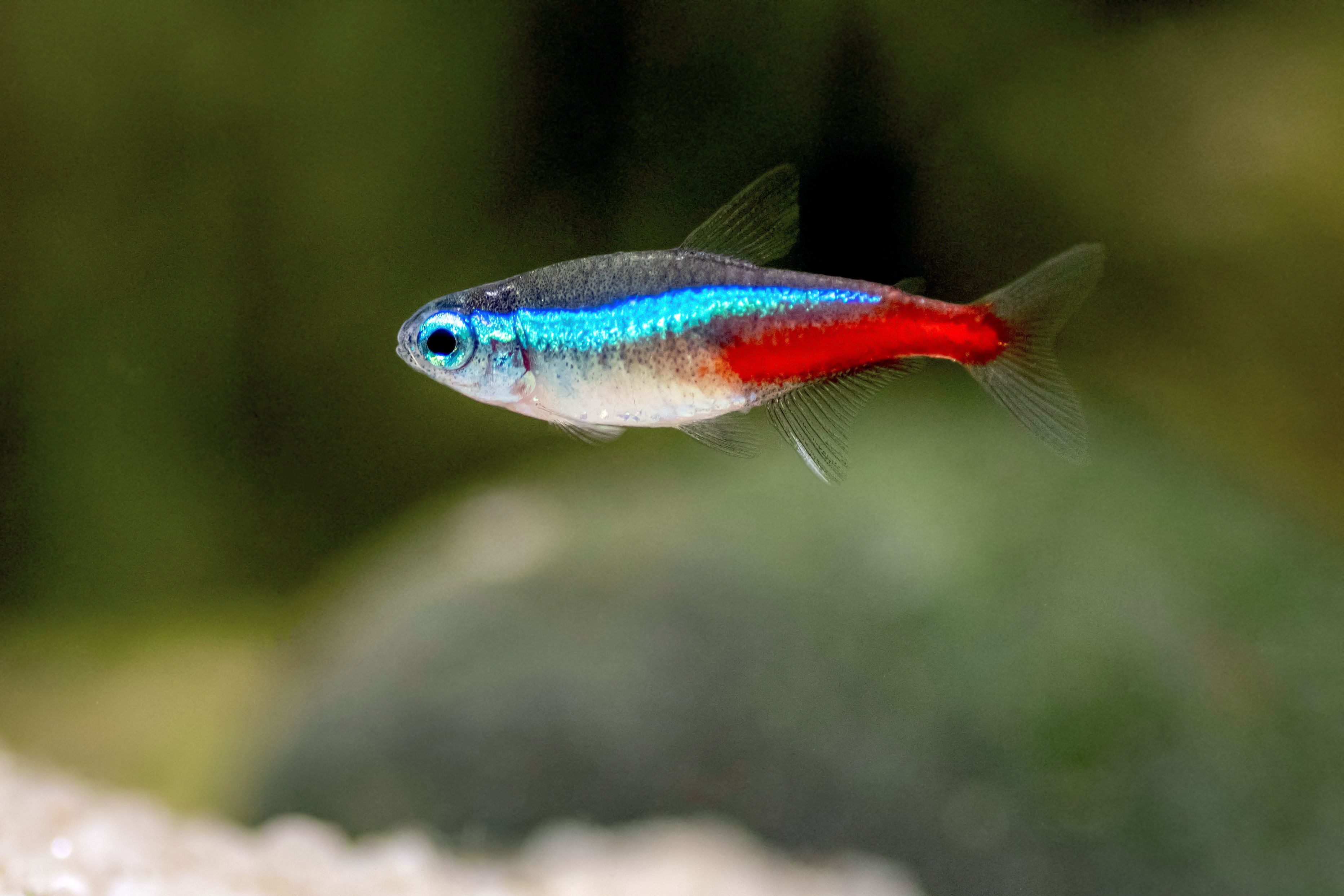 Neon tetra (Paracheirodon innesi)
