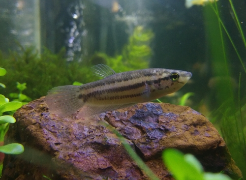 Betta obscura (Betta obscura)