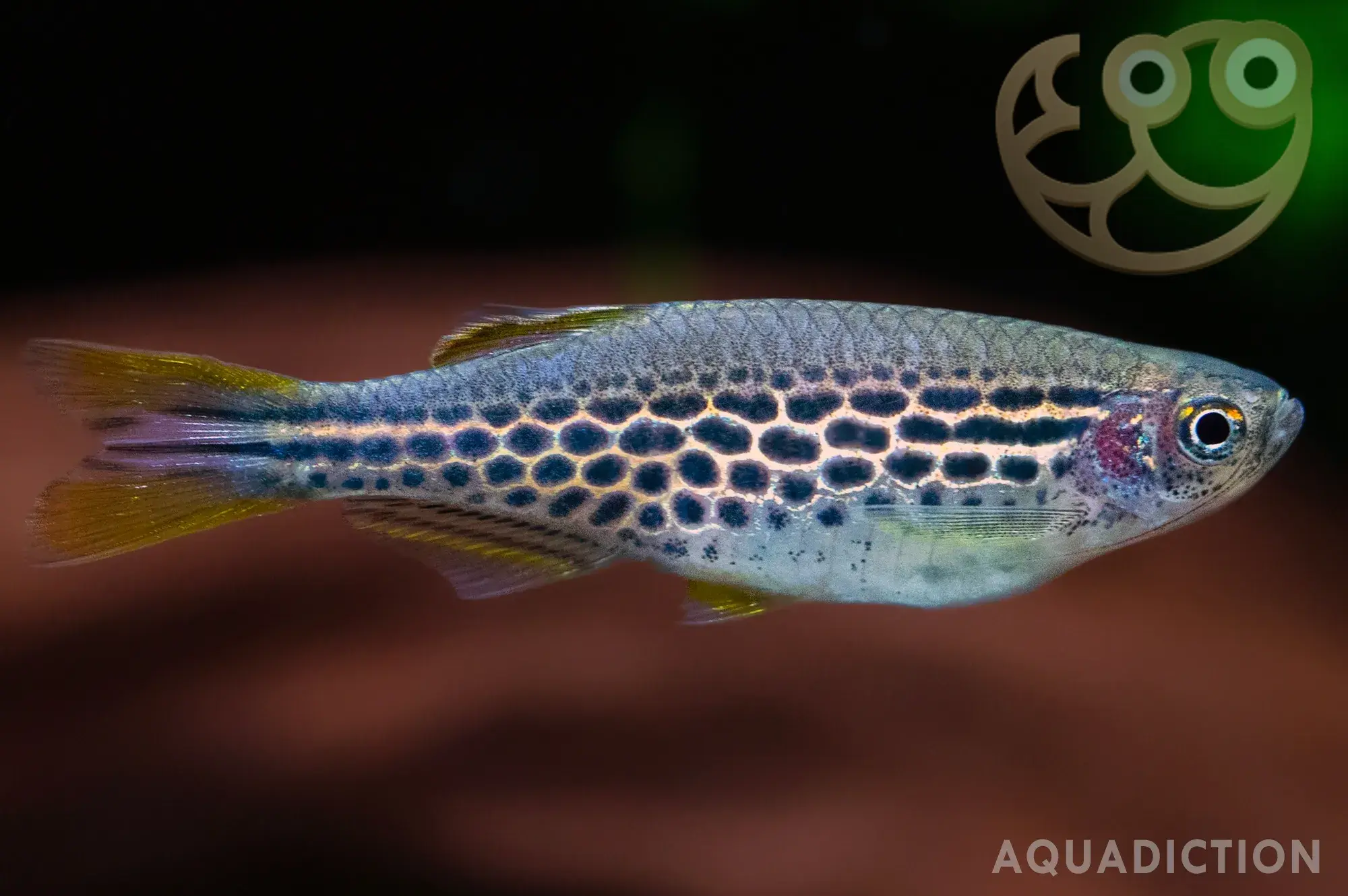 Orange-finned danio (Danio kyathit)