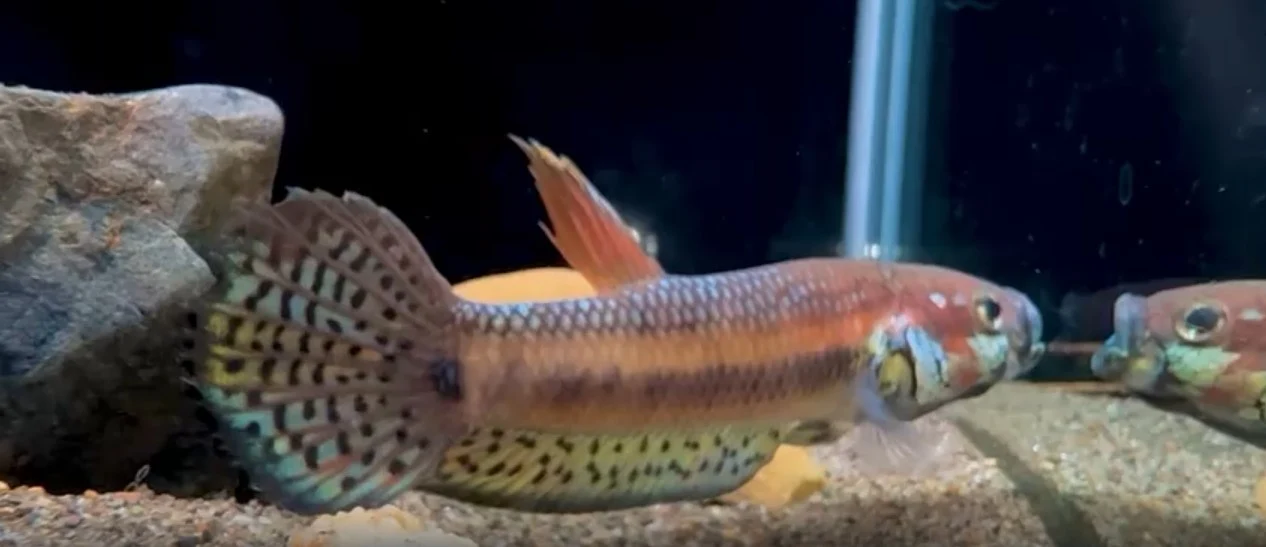 Betta pallifina (Betta pallifina)