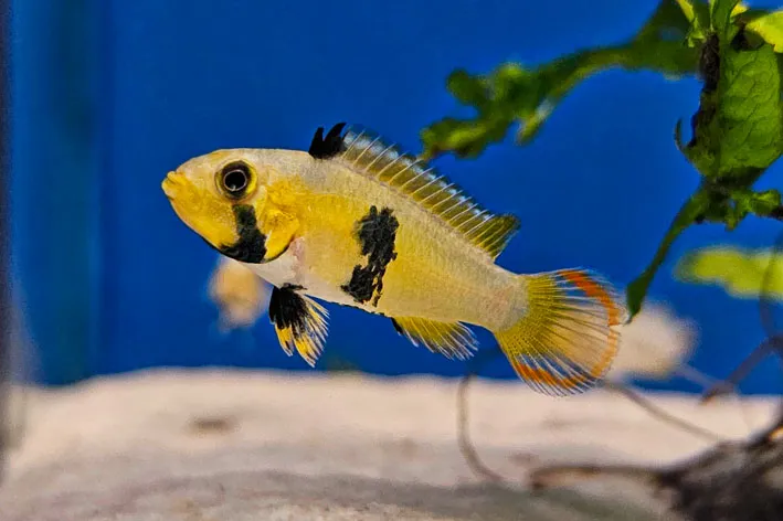 Panduro apistogramma (Apistogramma panduro)