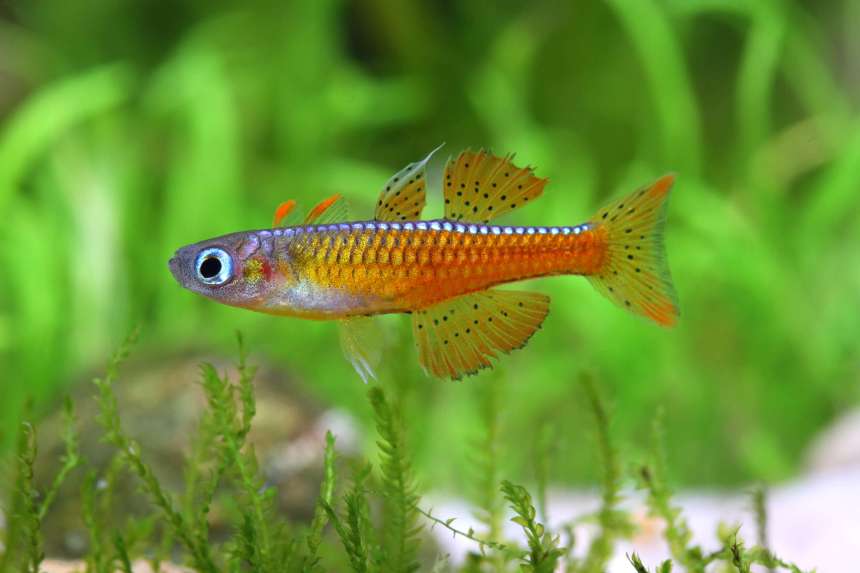 Paskai's blue-eye (Pseudomugil paskai)