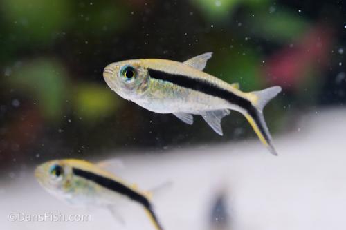 Penguin tetra (Thayeria boehlkei)
