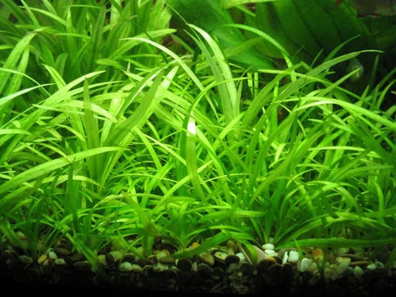 Pygmy chain sword (Helanthium tenellum)