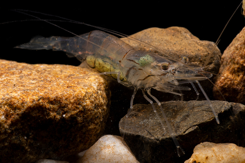 Riceland prawn (Macrobrachium lanchesteri)