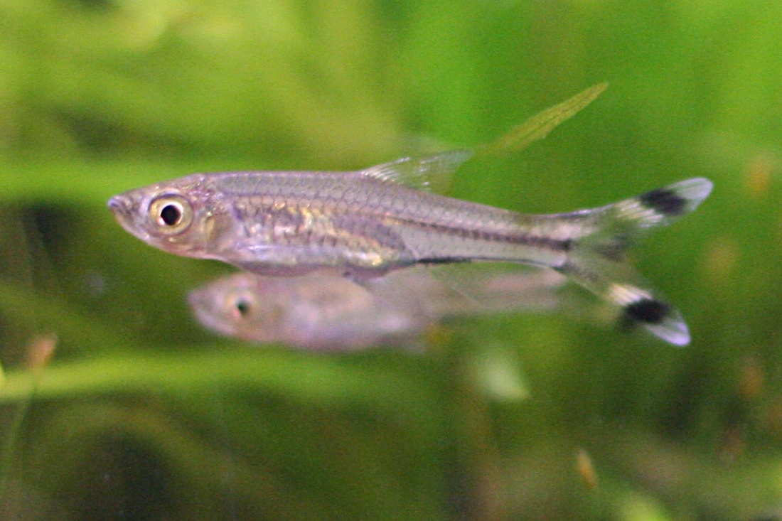 Scissortail rasbora (Rasbora trilineata)