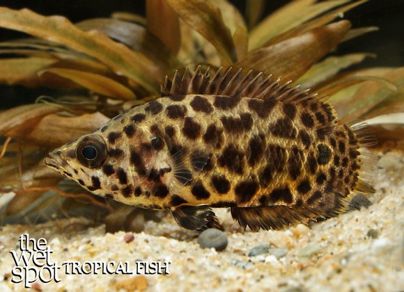 Leopard bushfish (Ctenopoma acutirostre)
