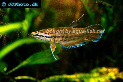 Spotted-throat betta (Betta spilotogena)