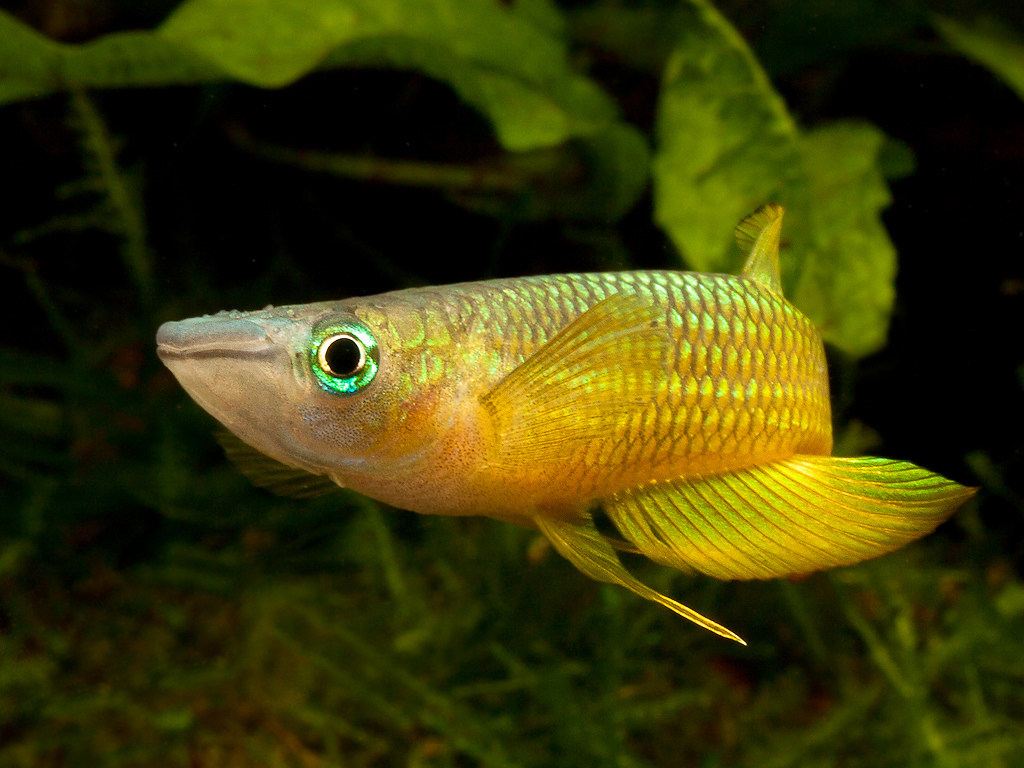 Striped panchax (Aplocheilus lineatus)