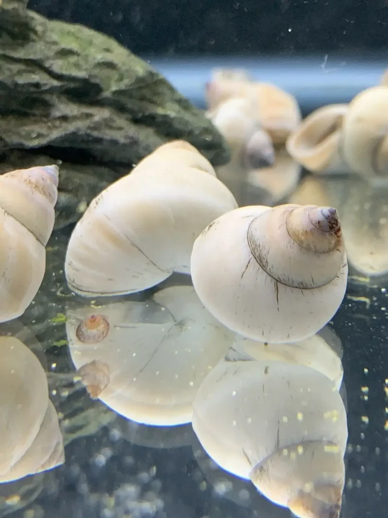 Thai trapdoor snail (Filopaludina martensi)