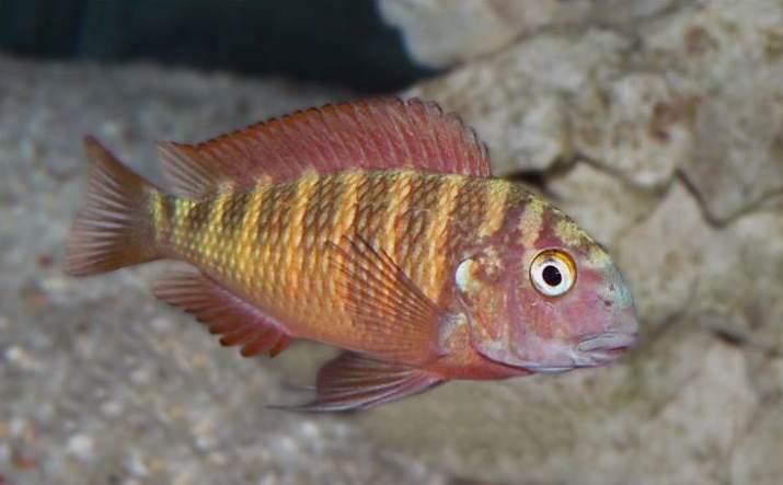 Blunthead cichlid (Tropheus moorii)