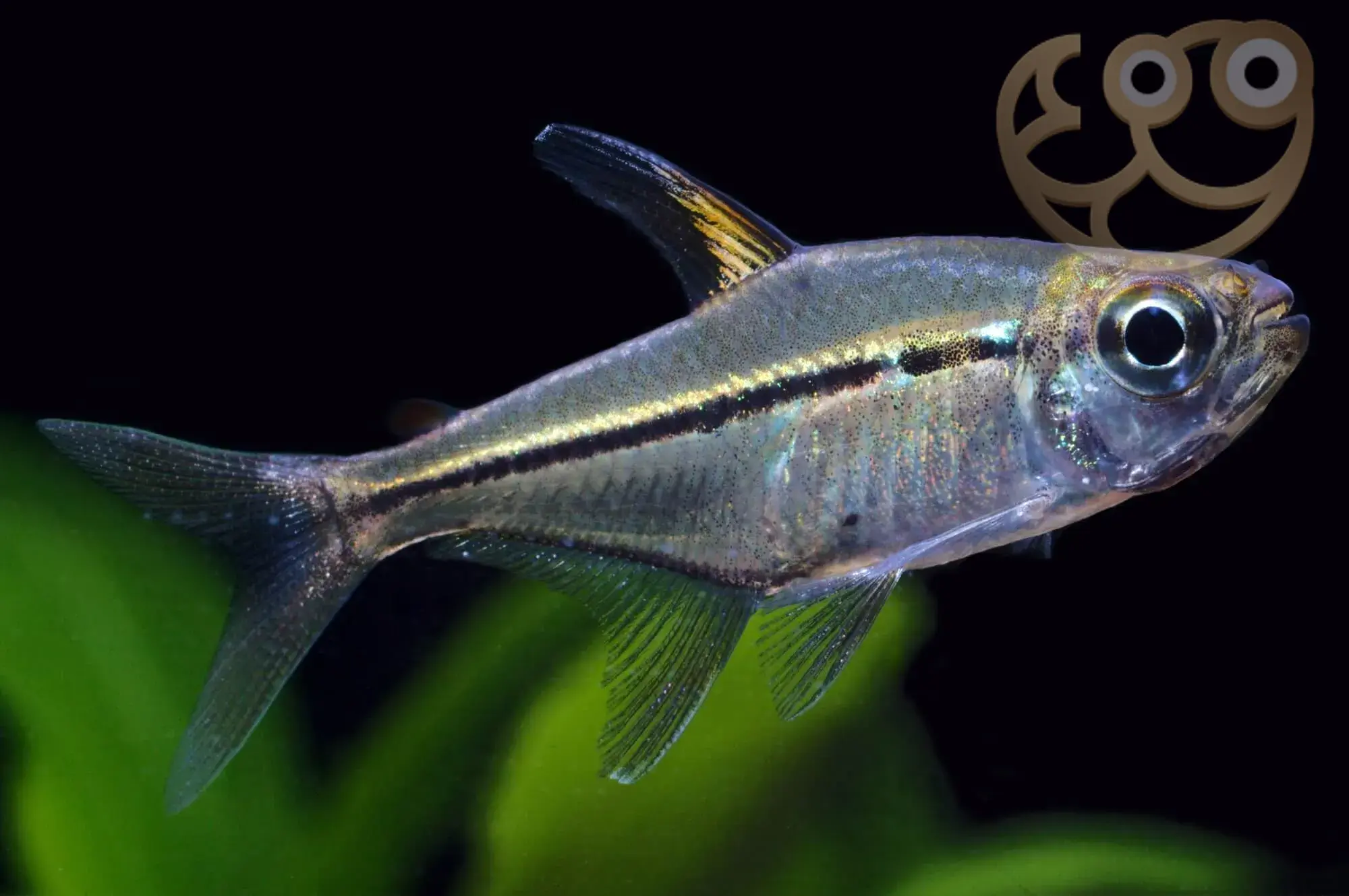 Ulrey's tetra (Hemigrammus ulreyi)