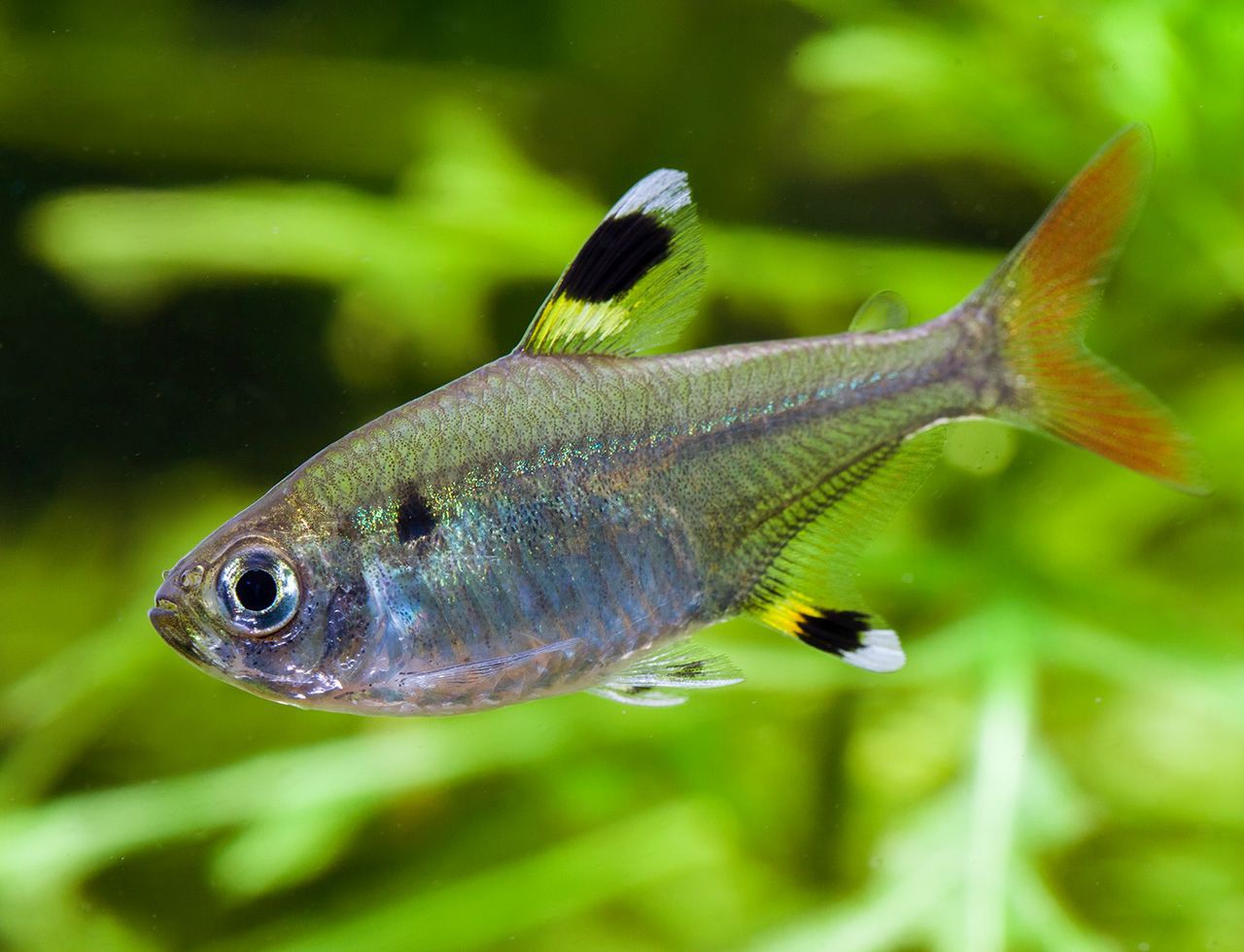 X-ray tetra (Pristella maxillaris)