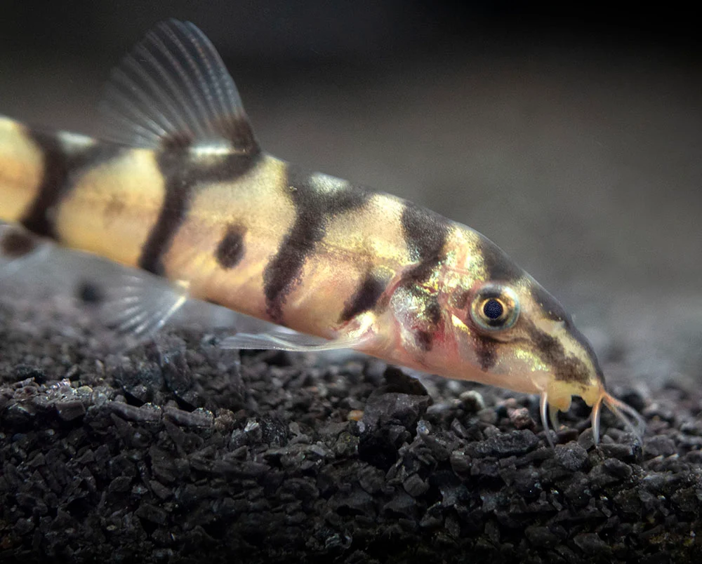 Yoyo loach (Botia almorhae)